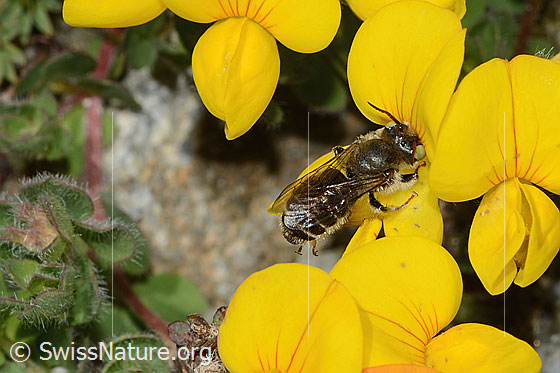 Foto: Wahrscheinlich Hornklee-Felsenbiene (Hoplitis loti) auf Alpen-Hornklee (Lotus alpinus). Länge 13mm. Weibchen. Ansicht von seitlich oben.