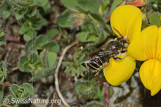 Photo: Probably Hoplitis loti on Lotus alpinus. Length 13mm. Female. View from the side.