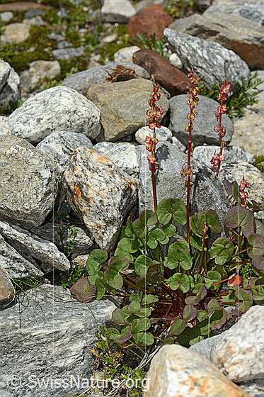 Photo: Oxyria digyna. Whole plant (habiti).