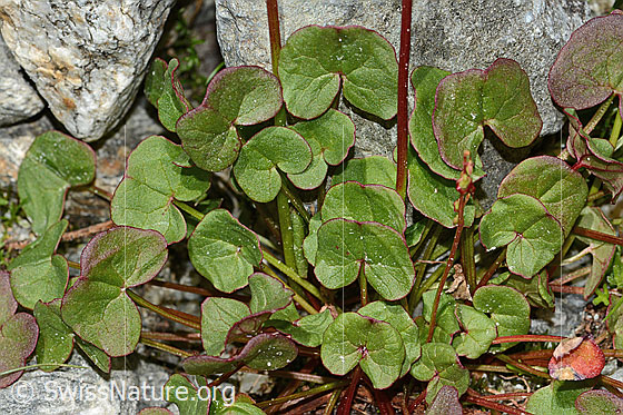 Photo: Oxyria digyna. Leaves and stem.