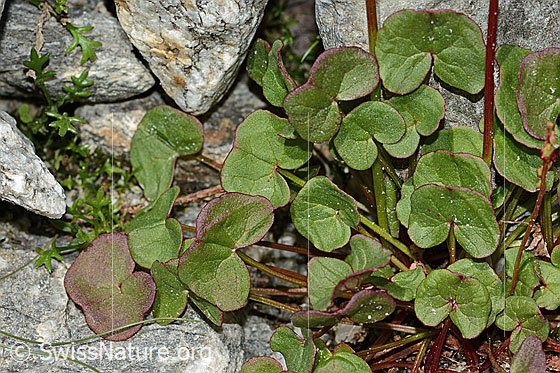 Photo: Oxyria digyna. Leaves.