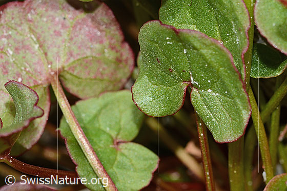 Photo: Oxyria digyna. Leaf top.