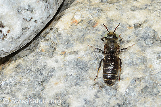 Foto: Wahrscheinlich Hornklee-Felsenbiene (Hoplitis loti). Länge 13mm. Männchen. Ansicht von oben.