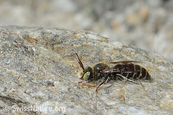 Foto: Wahrscheinlich Hornklee-Felsenbiene (Hoplitis loti). Länge 13mm. Männchen. Ansicht von der Seite.