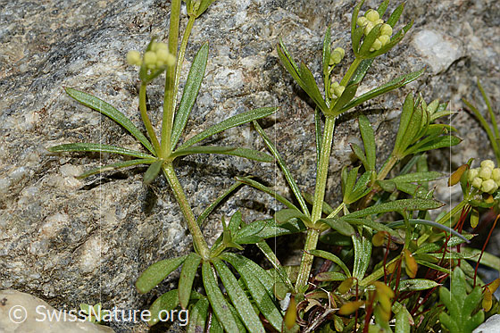 Foto: Ungleichblättriges Labkraut (Galium anisophyllon). Stängel und Blätter. Höhe = 7cm.