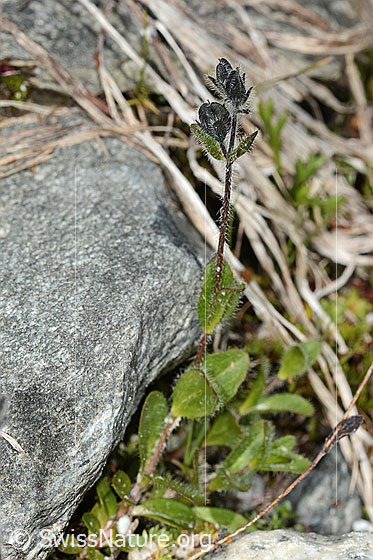 Photo: Veronica alpina. Whole plant (habit). Wilted. Height = 8cm.