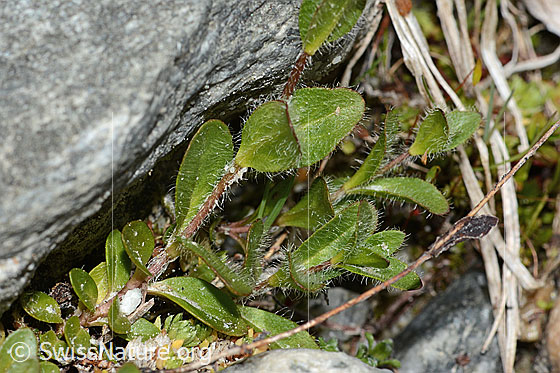 Photo: Veronica alpina. Leaves and stem.