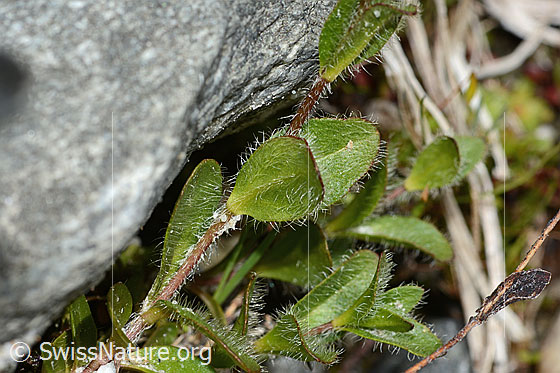 Photo: Veronica alpina. Leaves and stem.