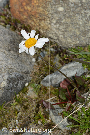 Foto: Gewöhnliche Alpenmargerite (Leucanthemopsis alpina). Ganze Pflanze (Habitus).