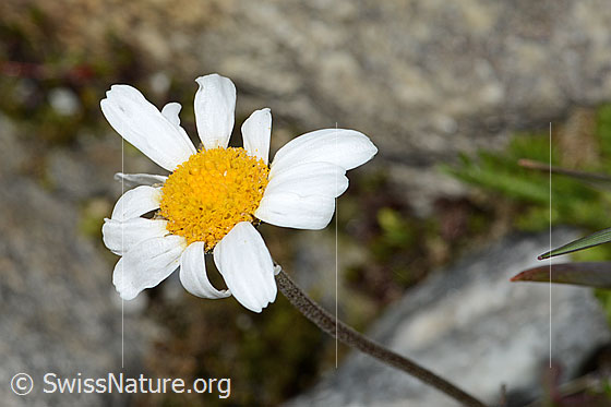 Photo: Leucanthemopsis alpina. Blossom.