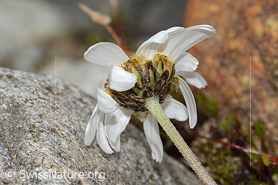 Photo: Leucanthemopsis alpina. Stem and calyx.