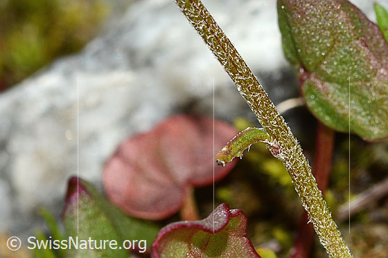 Foto: Gewöhnliche Alpenmargerite (Leucanthemopsis alpina). Stängel.