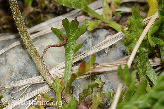 Photo: Leucanthemopsis alpina. Leaf and stem.
