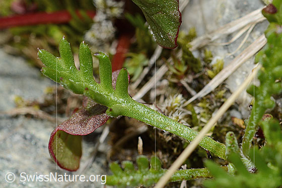 Foto: Gewöhnliche Alpenmargerite (Leucanthemopsis alpina). Blattoberseite.