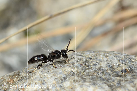 Foto: Verkannte Maskenbiene (Hylaeus confusus). Länge 7mm. Männchen. Ansicht von der Seite.
