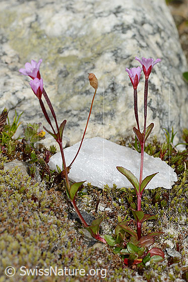 Photo: Epilobium anagallidifolium. Whole plant (habiti). Height: 5cm.