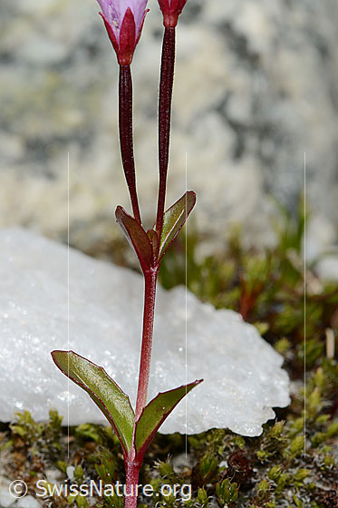 Photo: Epilobium anagallidifolium. Leaves, stem and calyxes.