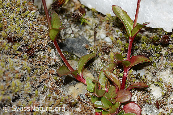 Photo: Epilobium anagallidifolium. Leaves and stem.