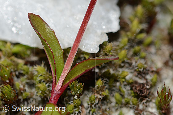 Photo: Epilobium anagallidifolium. Stem and stem leaves.