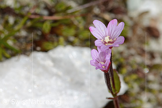 Photo: Epilobium anagallidifolium. Blossoms. View from diagonally above.