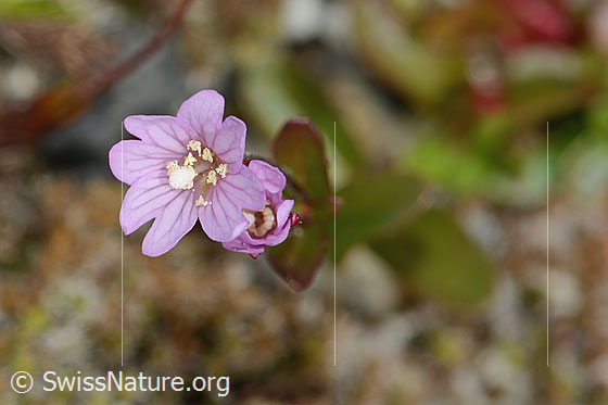 Photo: Epilobium anagallidifolium. Blossom. View from above.