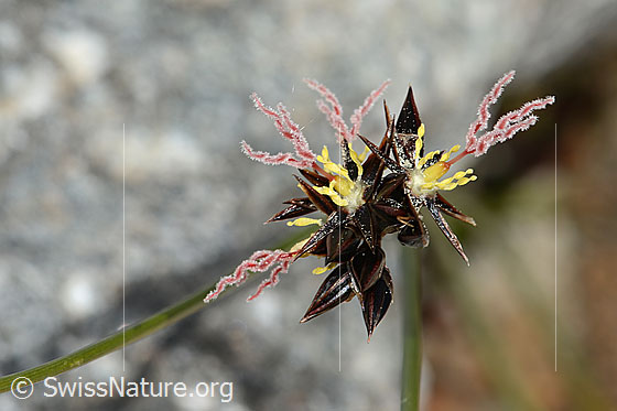 Foto: Jacquins Binse (Juncus jacquinii). Wird auch Gämsen-Binse genannt. Blütenstand.
