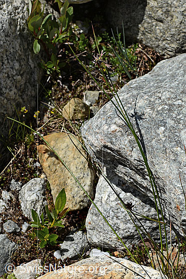 Foto: Jacquins Binse (Juncus jacquinii). Ganze Pflanze (Habitus).