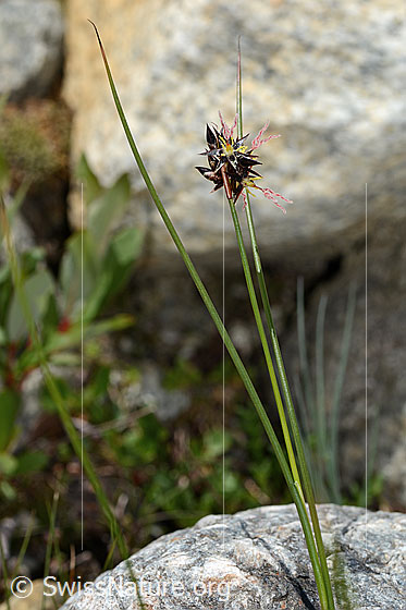 Foto: Jacquins Binse (Juncus jacquinii). Blütenstand, Stängel und Blätter.