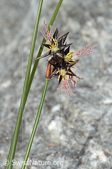 Foto: Jacquins Binse (Juncus jacquinii). Blütenstand, Stängel und Blätter.