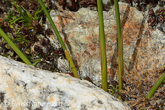 Foto: Jacquins Binse (Juncus jacquinii). Stängel.
