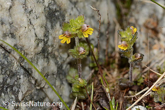 Foto: Zwerg-Augentrost (Euphrasia minima). Ganze Pflanze (Habitus).