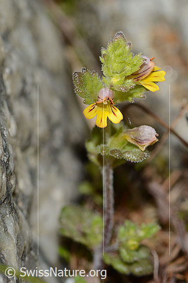 Foto: Zwerg-Augentrost (Euphrasia minima). Stängel, Blätter und Blüte.