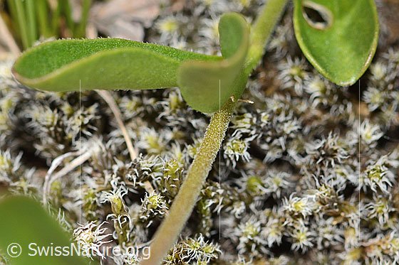 Photo: Veronica fruticans. Stem and leaves.