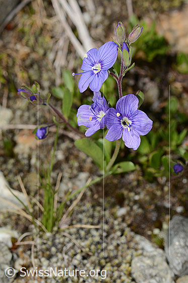 Foto: Felsen-Ehrenpreis (Veronica fruticans). Ganze Pflanze (Habitus).