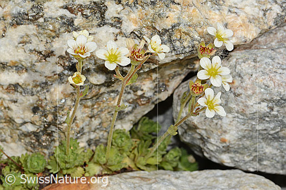 Photo: Saxifraga exarata. Whole plant (habit). Height = 5.5Cm.