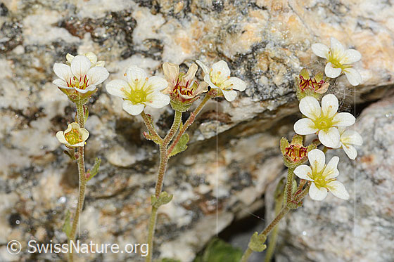 Photo: Saxifraga exarata. Blossoms and stem.