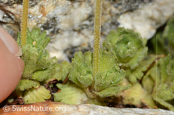 Photo: Saxifraga exarata. Leaf rosettes and stem (both glandular hairy).