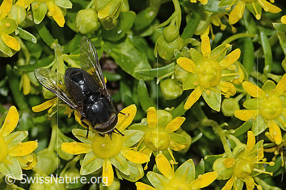 Photo: Hybomitra caucasica on Saxifraga aizoides. Length 12mm. Male. View from above.