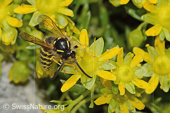 Photo: Dolichovespula sylvestris auf Bewimpertem Steinbrech (Saxifraga aizoides). Length 15mm. Wing, front part of the body and head from above.