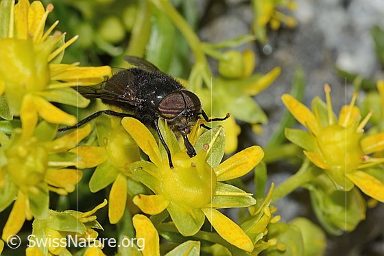 Foto: Hybomitra caucasica (Bremse) auf Bewimpertem Steinbrech (Saxifraga aizoides). Länge 12mm. Männchen. Ansicht von vorne.