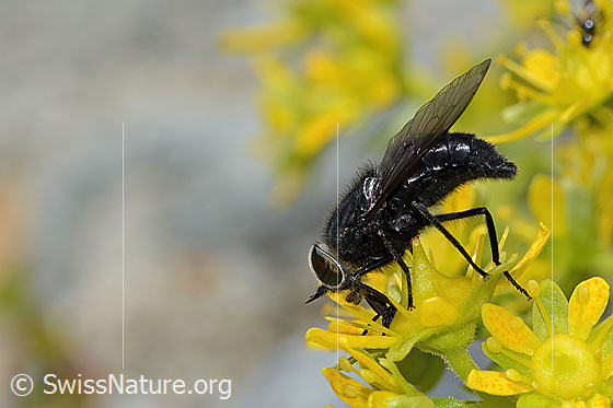 Foto: Hybomitra caucasica (Bremse) auf Bewimpertem Steinbrech (Saxifraga aizoides). Länge 12mm. Männchen. Ansicht von der Seite.