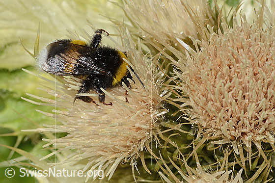Foto: Heide-Erdhummel (Bombus cryptarum) auf Alpen-Kratzdistel (Cirsium spinosissimum). Länge 16mm. Ansicht von seitlich oben.