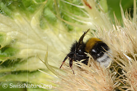 Foto: Heide-Erdhummel (Bombus cryptarum) auf Alpen-Kratzdistel (Cirsium spinosissimum). Länge 16mm. Ansicht von der Seite.