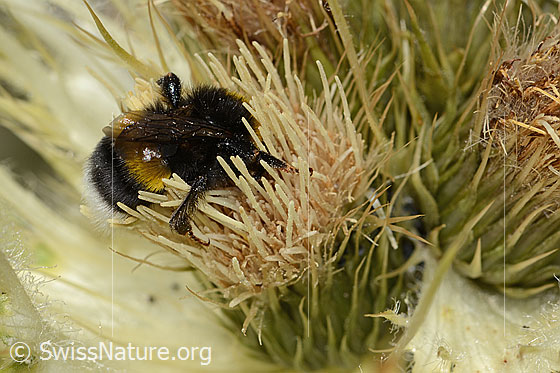 Foto: Heide-Erdhummel (Bombus cryptarum) auf Alpen-Kratzdistel (Cirsium spinosissimum). Länge 16mm. Ansicht von seitlich oben.