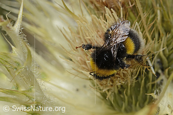 Foto: Heide-Erdhummel (Bombus cryptarum) auf Alpen-Kratzdistel (Cirsium spinosissimum). Länge 16mm. Ansicht von oben.