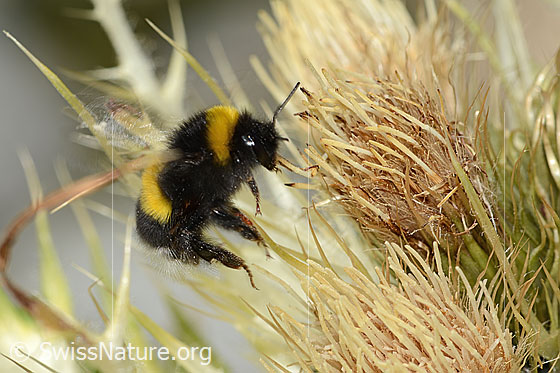 Photo: Bombus cryptarum on Cirsium spinosissimum. Length 16mm. In flight. View from the side.