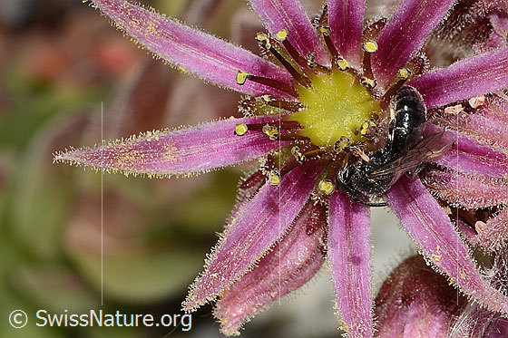 Photo: Hylaeus confusus on Sempervivum montanum. Length 7mm. Male. View from the side.