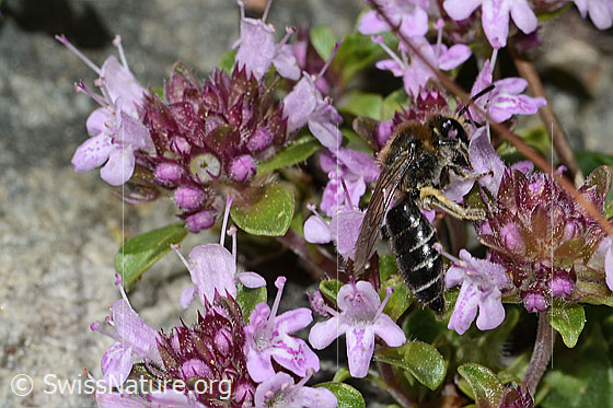 Photo: Colletes impunctatus on Thymus praecox ssp. polytrichus. Length 11mm. Female. View from side back.