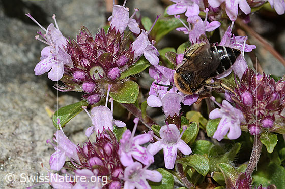 Photo: Colletes impunctatus on Thymus praecox ssp. polytrichus. Length 11mm. Female. View from behind top.
