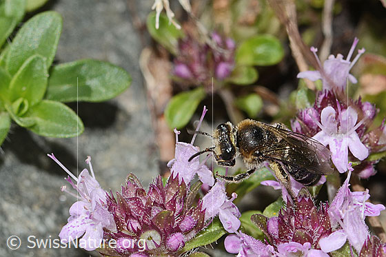 Photo: Colletes impunctatus on Thymus praecox ssp. polytrichus. Length 11mm. Female. View from the front top side..